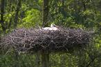 nest.jpg