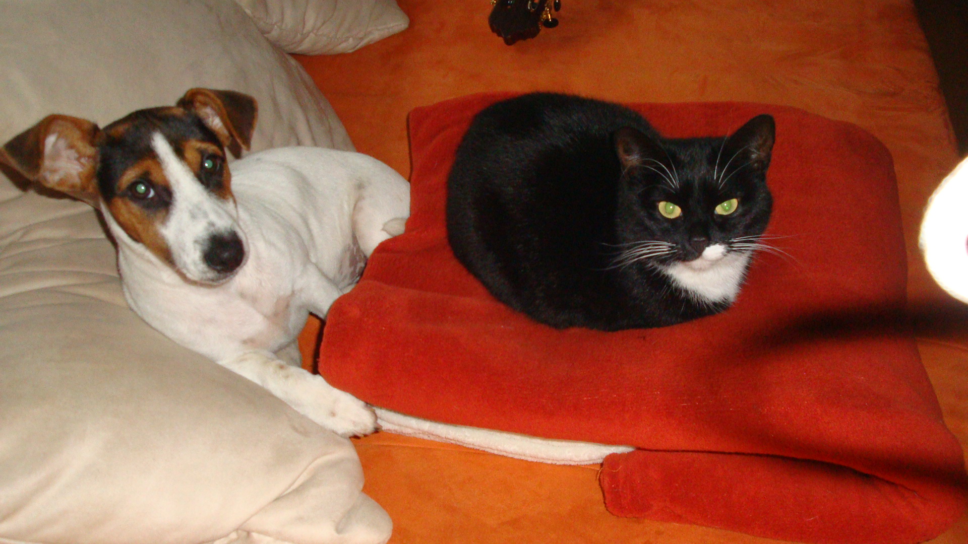 Unsere kleine Sammy 001.JPG