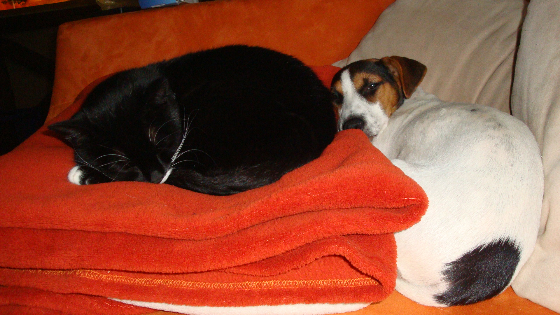 Unsere kleine Sammy 004.JPG