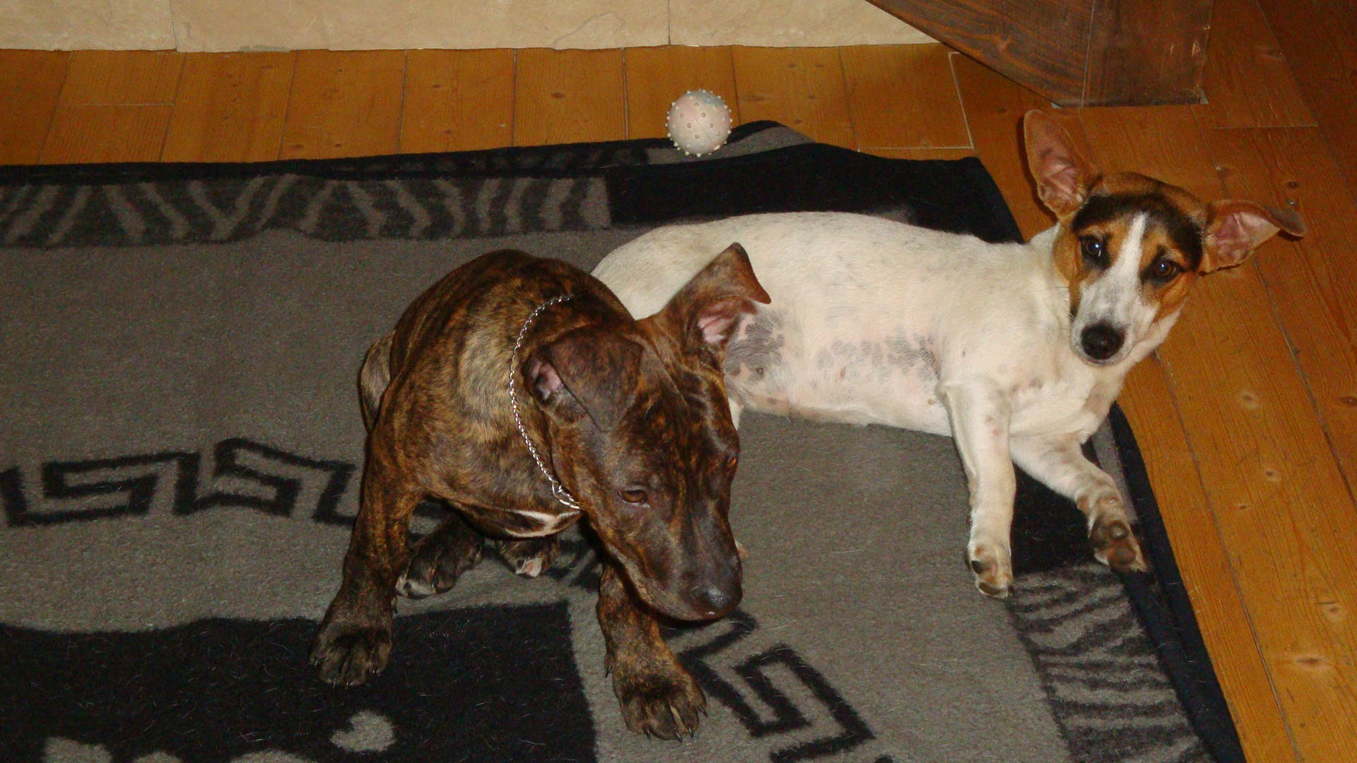 Unser neues Familienmitglied 003.JPG