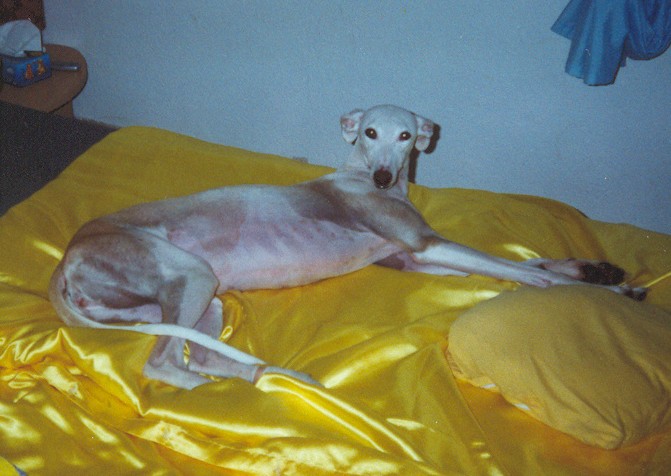 1z-kisha5.jpg
